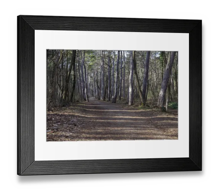Framed Print : Forest path lined with tall trees in a quiet
