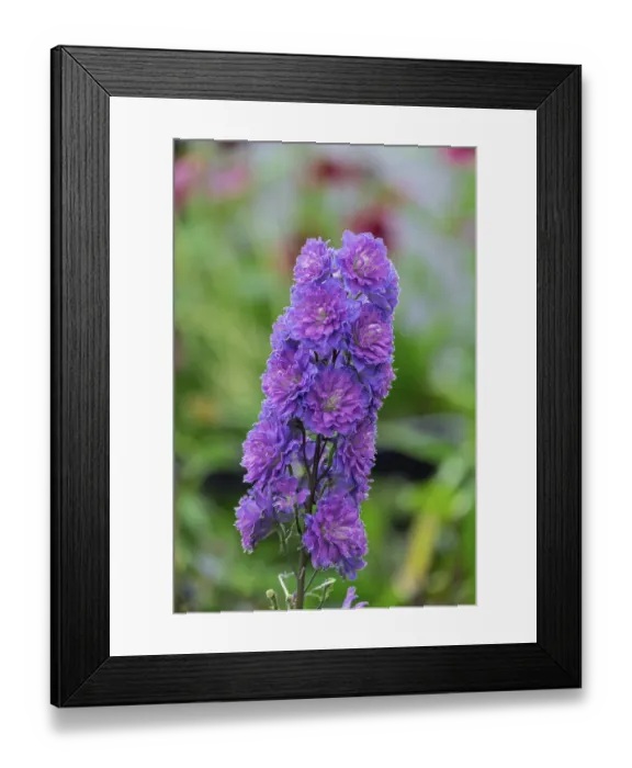 Framed Print : Delphiniums (Delphinium), North Rhine-Westphalia