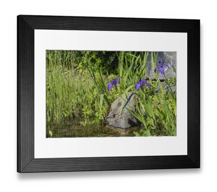 Framed Print : Blooming marsh iris (Iris pseudacorus) at a pond Framed Print : Blooming marsh iris (Iris pseudacorus) at a pond