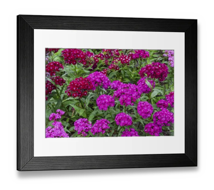 Framed Print : Bearded carnations (Dianthus barbatus)
