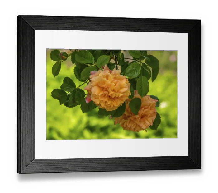 Framed Print : Rose (Rosa sp.), climbing rose in shades of red and yellow