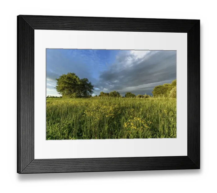 Framed Print : A lush field of bright yellow wildflowers stretches across the landscape Framed Print : A lush field of bright yellow wildflowers stretches across the landscape