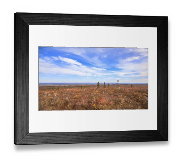 Framed Print : Scrub willows and spruce trees overlooking the Mackenzie River lowlands in the Northwest Territories