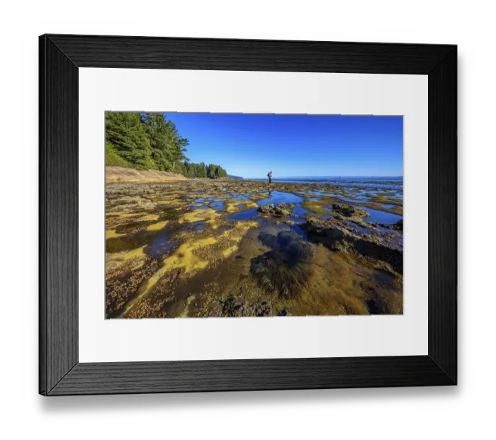 Framed Print : Exposed tide pools along the shoreline at Botanical Beach on Vancouver Island Framed Print : Exposed tide pools along the shoreline at Botanical Beach on Vancouver Island