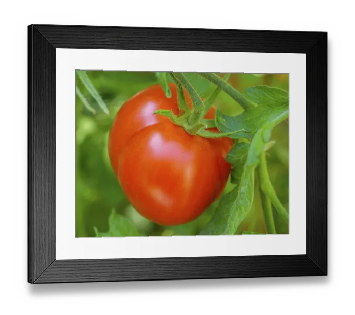 Framed Print : A bright red tomato plant ripening on the vine