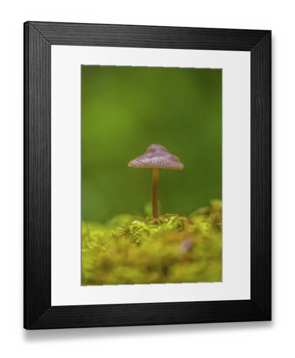 Framed Print : A small brown mushroom stands tall on a moss-covered forest floor against a green background Framed Print : A small brown mushroom stands tall on a moss-covered forest floor against a green background