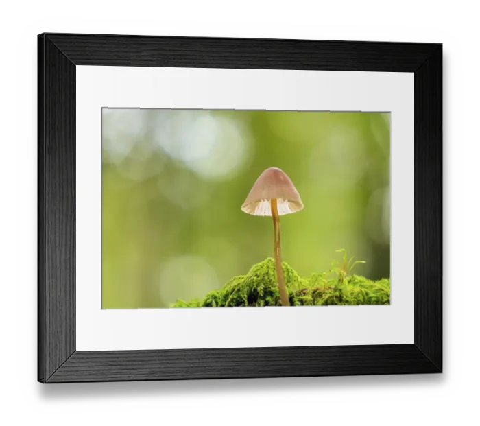 Framed Print : A single Brown Bonnet mushroom growing on moss in a lush green environment Framed Print : A single Brown Bonnet mushroom growing on moss in a lush green environment