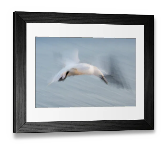 Framed Print : Gannet (Morus bassanus) (synonym: Sula bassana)