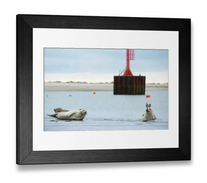Framed Print : Several harbour seals (Phoca vitulina) Framed Print : Several harbour seals (Phoca vitulina)