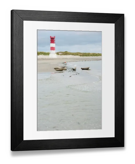 Framed Print : Several harbour seals (Phoca vitulina)