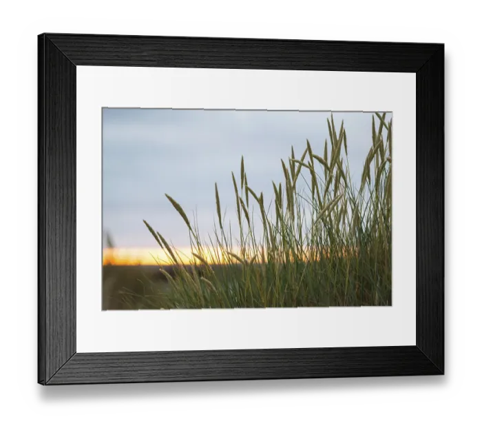 Framed Print : European Marram Grass (Ammophila arenaria (L)