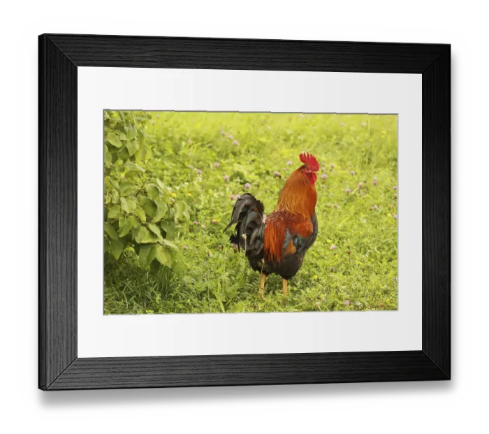 Framed Print : Domestic rooster in colourful flower meadow