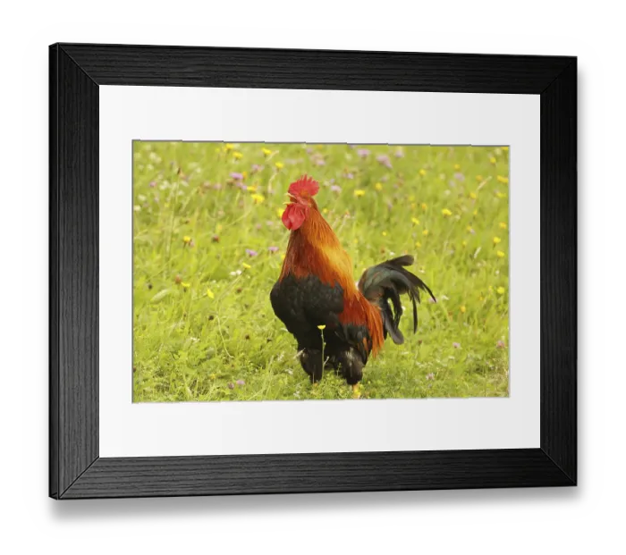 Framed Print : Domestic rooster crowing in colourful flower meadow
