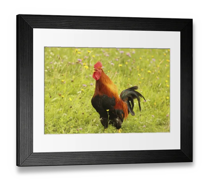 Framed Print : Domestic rooster crowing in colourful flower meadow Framed Print : Domestic rooster crowing in colourful flower meadow