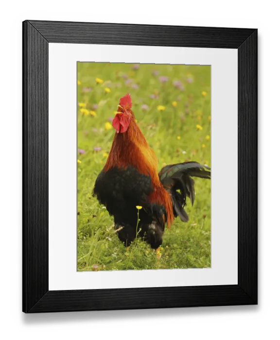 Framed Print : Domestic rooster crowing in colourful flower meadow