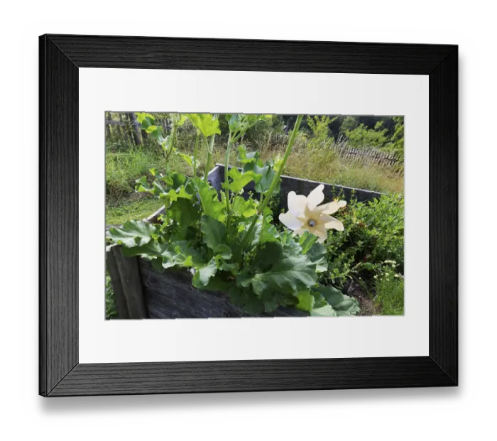 Framed Print : Old raised bed with windmill, romantic garden Luitpoldshohe Castle