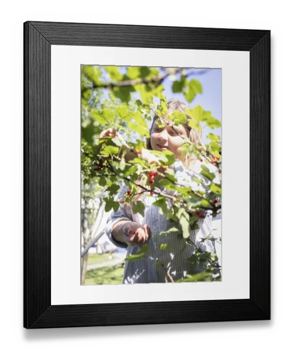 Framed Print : Girl picking redcurrants or currants