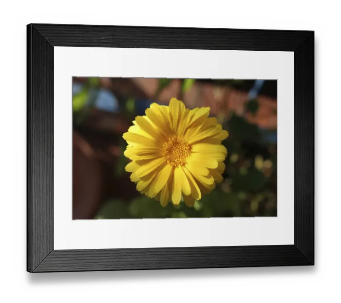 Framed Print : Gerbera, composite flower (Asteraceae), flower