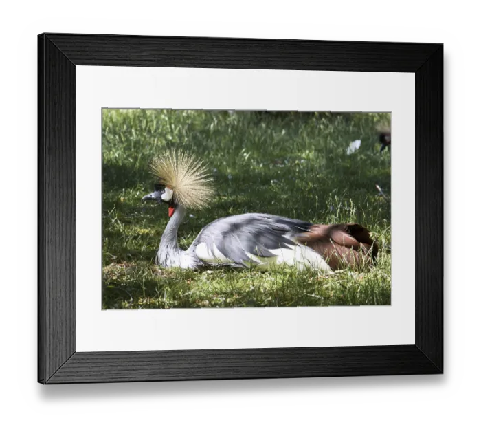 Framed Print : Crowned crane (Balearica pavonina)