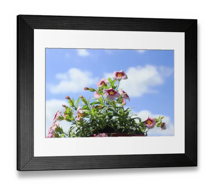 Framed Print : Blooming magic bells (Calibrachoa) Framed Print : Blooming magic bells (Calibrachoa)