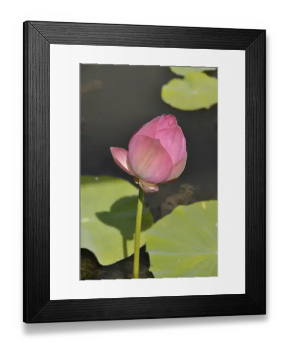 Framed Print : Pink Lotus (Hong Xu Yu)
