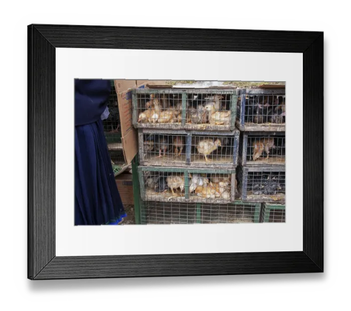 Framed Print : Animal market, Poultry in cage