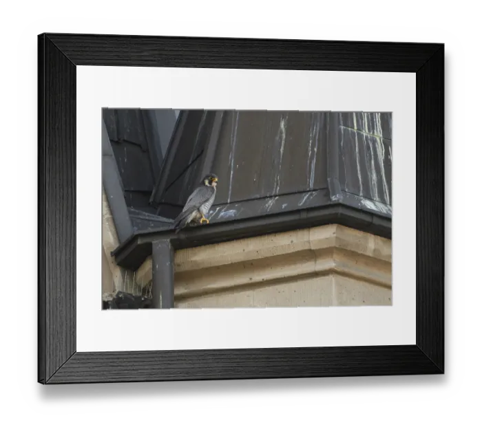 Framed Print : The tercel... Peregrine falcon (Falco peregrinus) Framed Print : The tercel... Peregrine falcon (Falco peregrinus)