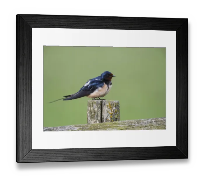 Framed Print : Blue-metallic iridescence Framed Print : Blue-metallic iridescence