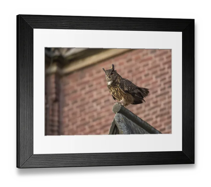Framed Print : Church eagle owl... European Eagle Owl (Bubo bubo)