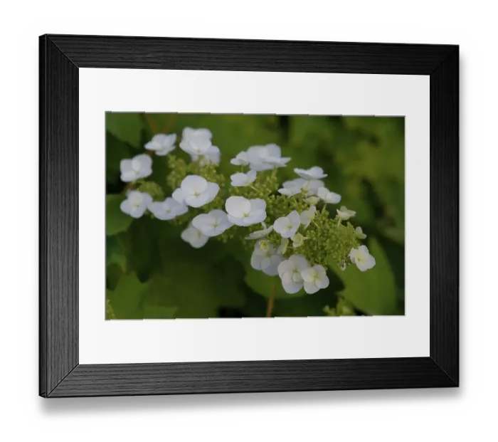 Framed Print : Oak hydrangea (Hydrangea quercifolia)