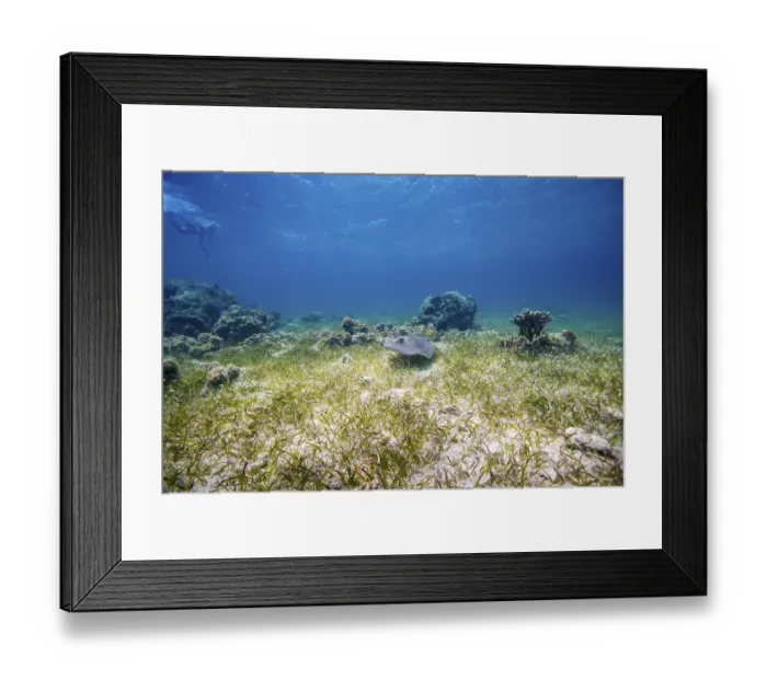 Framed Print : A stingray glides over sea grass on the ocean floor surrounded by coral and clear blue water