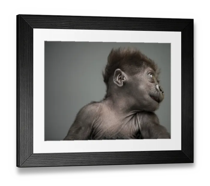 Framed Print : A baby gorilla with brown fur and a playful expression against a gray background
