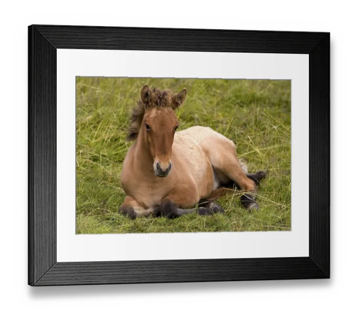 Framed Print : Portrait of a lying foal, Icelandic horse Framed Print : Portrait of a lying foal, Icelandic horse