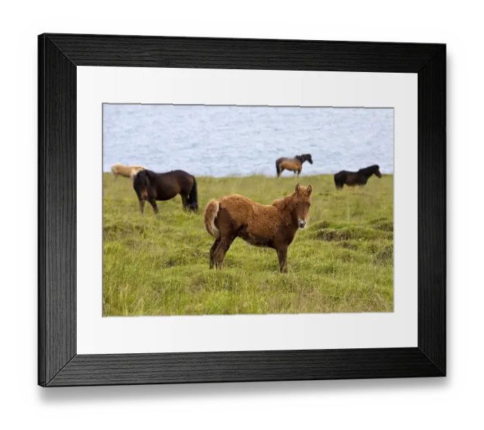 Framed Print : Foal with partial foal coat in the herd Framed Print : Foal with partial foal coat in the herd