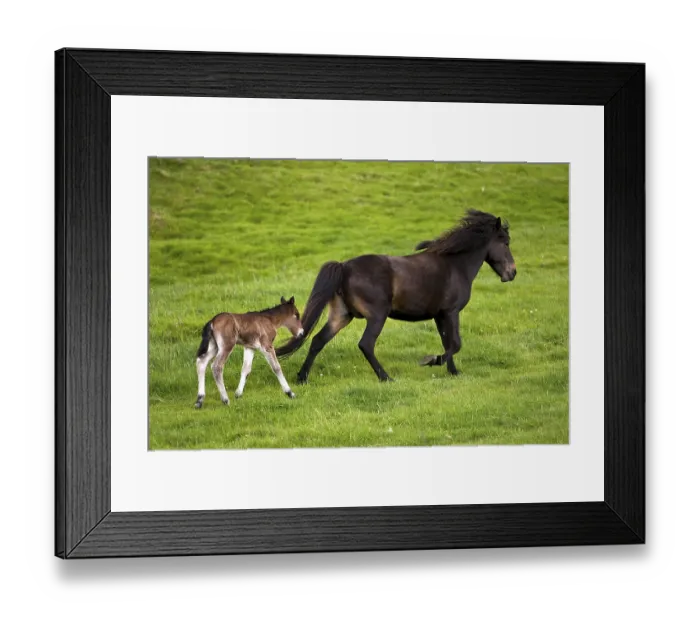 Framed Print : Trotting mother mare with foal