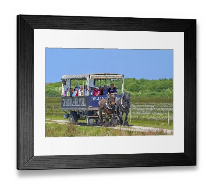 Framed Print : Two Belgian draught horses pulling De Jan Plezier Texel