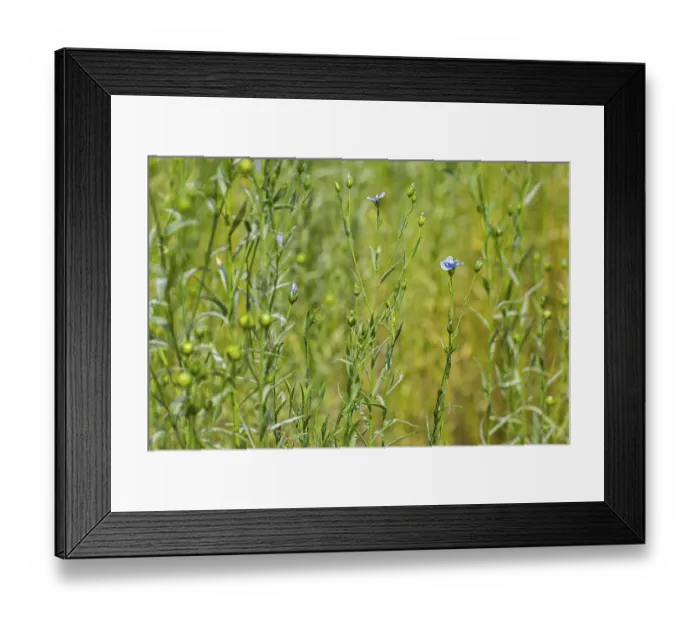 Framed Print : Common flax, linseed (Linum usitatissimum)