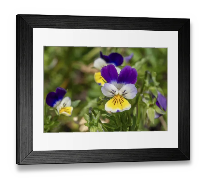 Framed Print : Wild pansy, Johnny Jump up, heartsease Framed Print : Wild pansy, Johnny Jump up, heartsease