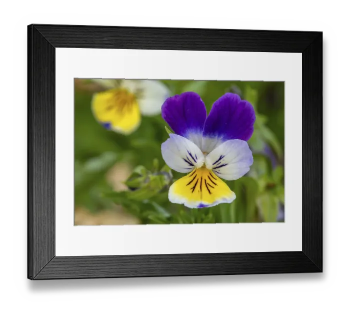 Framed Print : Wild pansy, Johnny Jump up, heartsease Framed Print : Wild pansy, Johnny Jump up, heartsease