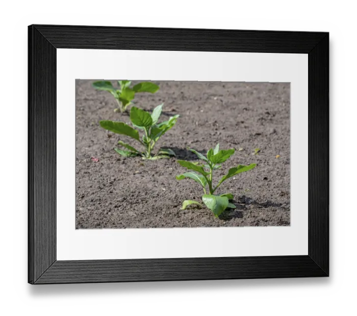 Framed Print : Cultivated tobacco, common tobacco (Nicotiana tabacum) plant on field in late spring