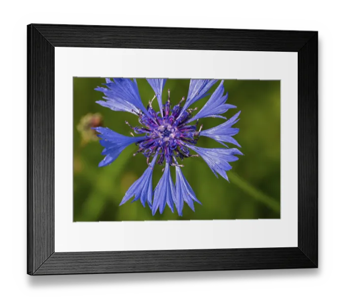 Framed Print : Cornflower, bachelor's button (Centaurea cyanus) in flower in summer Framed Print : Cornflower, bachelor's button (Centaurea cyanus) in flower in summer
