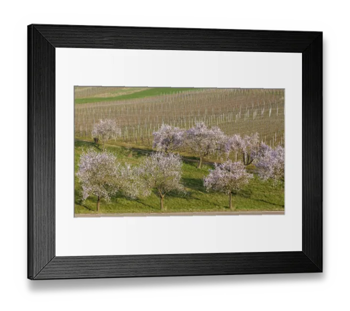 Framed Print : Almond tree blossom (Prunus dulcis)