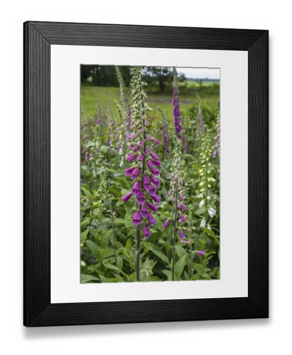 Framed Print : Foxglove (Digitalis purpurea) with raindrops