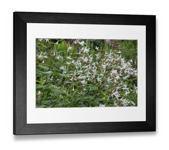 Framed Print : Gillenia trifoliata (Gillenia trifoliata)