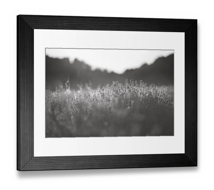 Framed Print : Sunlit lavender flowers at sunset Framed Print : Sunlit lavender flowers at sunset
