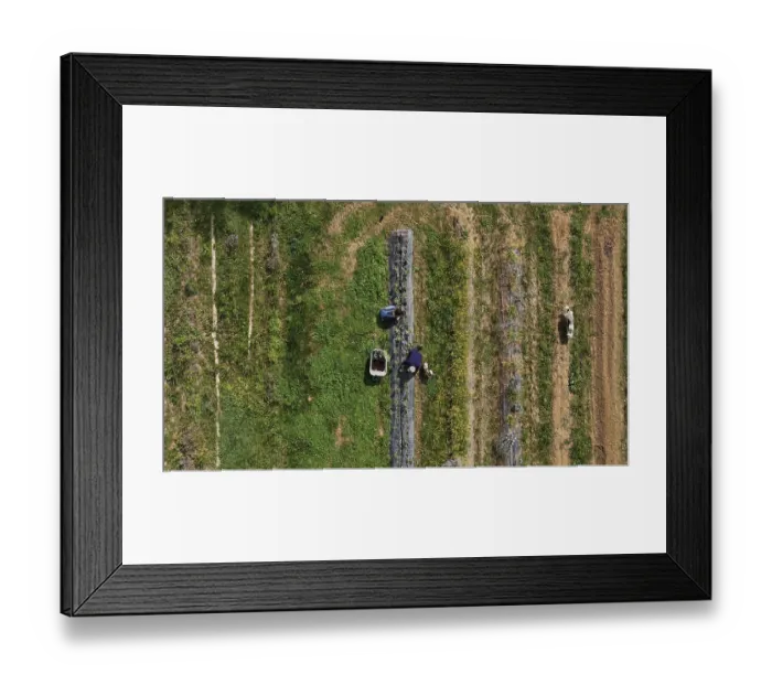 Framed Print : Aerial View of People Working in the Field with Greenery and Soil Cultivation with Flowers Framed Print : Aerial View of People Working in the Field with Greenery and Soil Cultivation with Flowers