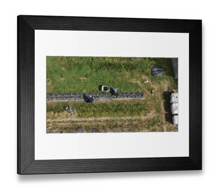 Framed Print : Aerial View of Agricultural Field with Workers Cultivating Crops Row After Row Revealing the Interplay of Human