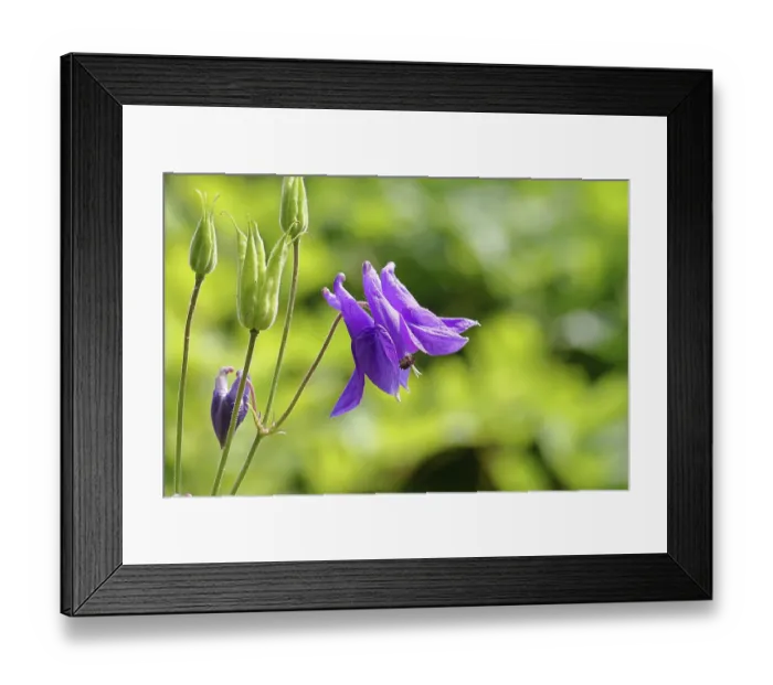 Framed Print : Columbine (Aquilegia vulgaris)