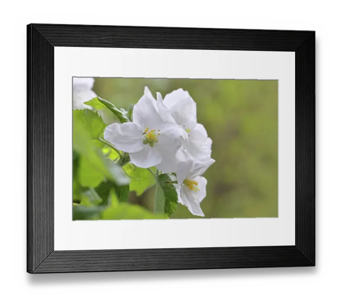 Framed Print : Apple blossoms (Malus), white blossoms with bokeh in the background