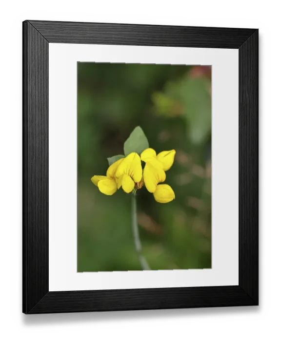 Framed Print : Bird's-foot Trefoil, Bird's-foot Trefoil (Lotus corniculatus)